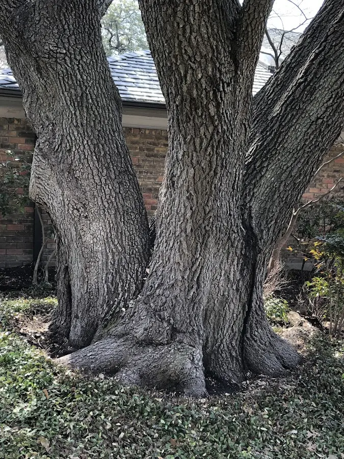 Mature heritage tree close to a Seekonk property cared for by certified arborists